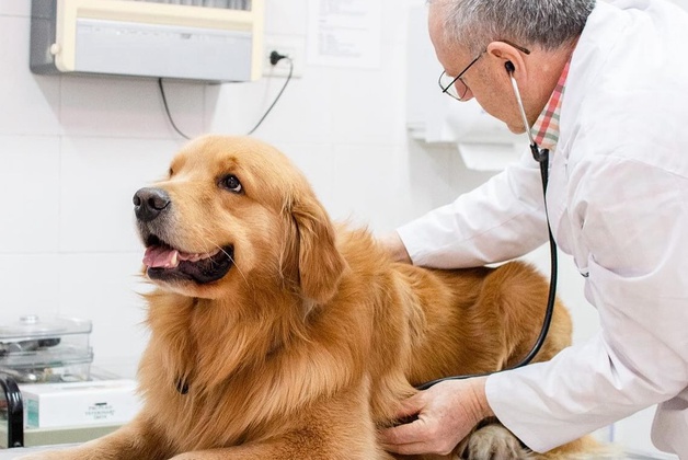 VETERINARIA CIMA