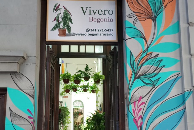 VIVERO CAFÉ BEGONIA